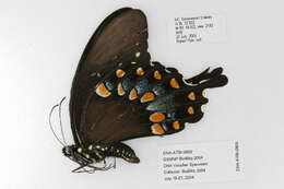 Image of Spicebush swallowtail