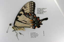 Image of Eastern Tiger Swallowtail