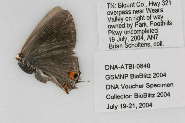 Image of Gray Hairstreak