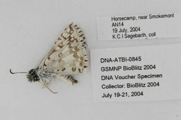 Image of Common Checkered Skipper