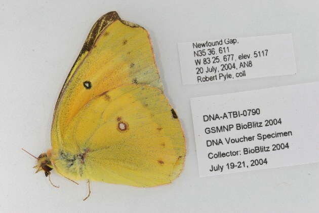 Image of Orange Sulphur