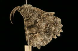 Image of <i>Epimecis hortaria</i>