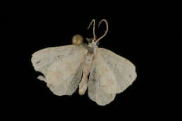 Image of <i>Idaea obfusaria</i>