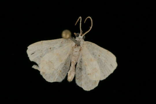 Image of <i>Idaea obfusaria</i>