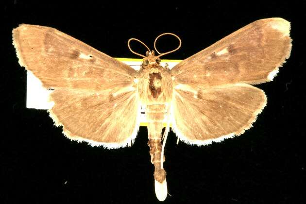 Image of Serpentine Webworm