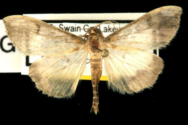 Image of Cross-striped Cabbageworm