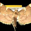 Dolichomia thymetusalis Walker 1859 resmi