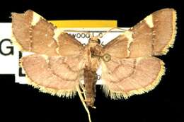 صورة Dolichomia thymetusalis Walker 1859