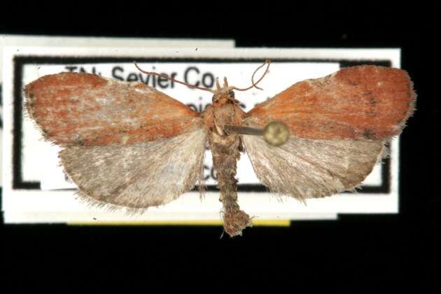 Image of Pyralid and Crambid Snout Moths