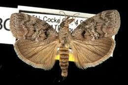 Image of Maple Webworm Moth