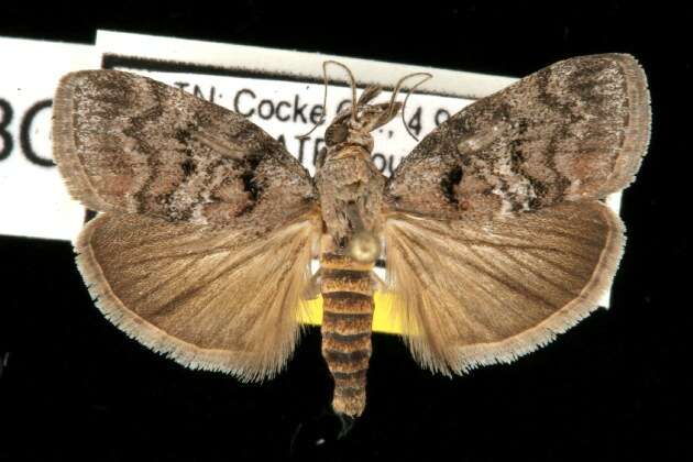 Image of Maple Webworm Moth