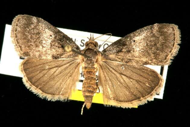 Image of Maple Webworm Moth