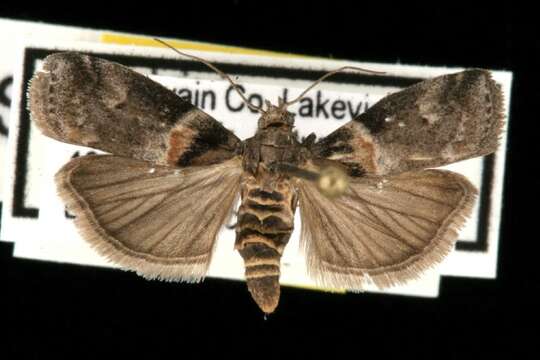 Image of Salebriaria tenebrosella Hulst 1887