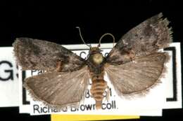 Image of Hickory Shoot Borer Moth