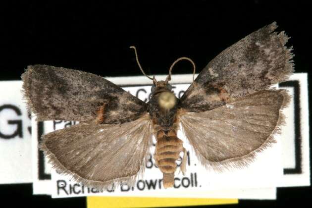 Image of Hickory Shoot Borer Moth