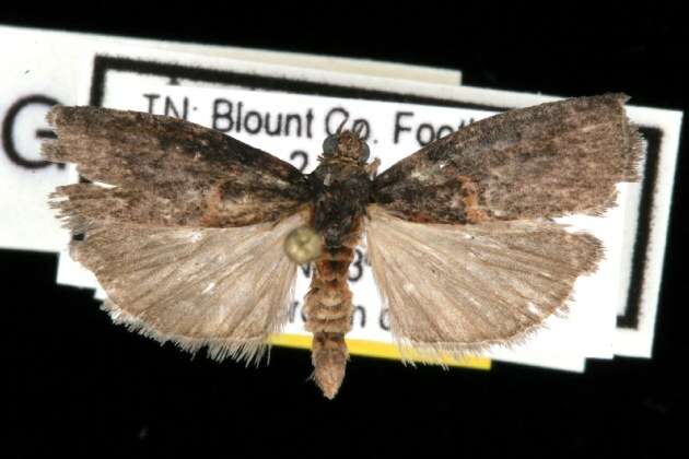 Image of Hickory Shoot Borer Moth