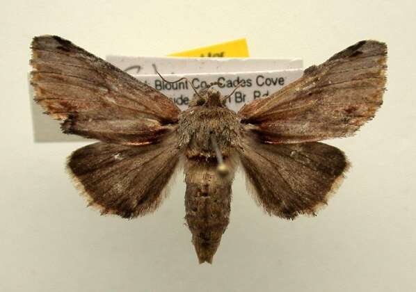 Image of Red-humped Caterpillar Moth