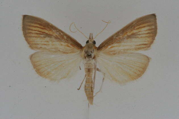 Nascia acutellus Walker 1866 resmi