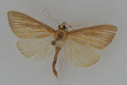 Nascia acutellus Walker 1866 resmi