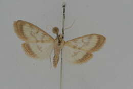 Image of Pale-winged Crocidophora moth