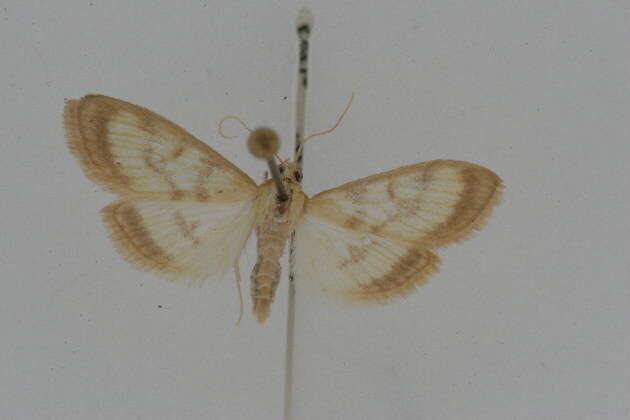 Image of Pale-winged Crocidophora moth