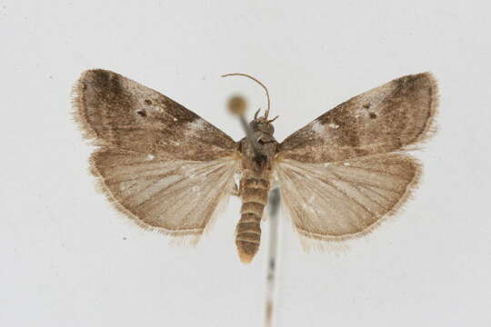 Image de Acrobasis amplexella Ragonot 1887