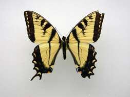 Image of Eastern Tiger Swallowtail