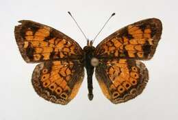 Imagem de Phyciodes tharos