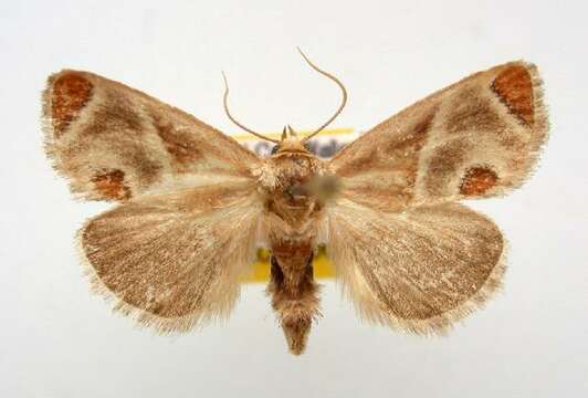 Image of Shagreened Slug Moth