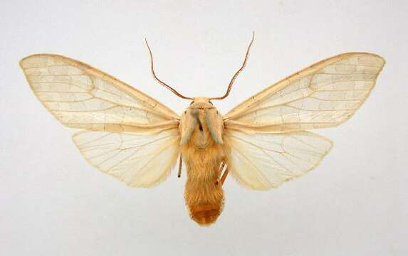 Image of Sycamore Tussock Moth