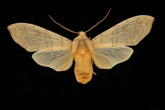 Image of Sycamore Tussock Moth