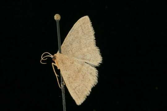 Image of Idaea productata Packard 1876