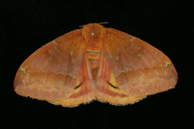 Image of Io Moth