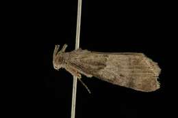 Image of Pine Webworm