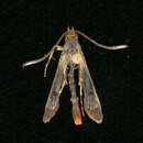 Image of <i>Synanthedon acerrubri</i>