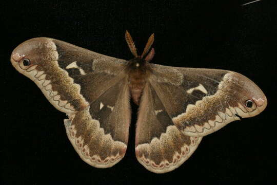 Image of Tulip-tree Silkmoth