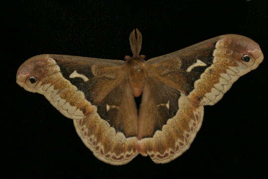 Image of Tulip-tree Silkmoth