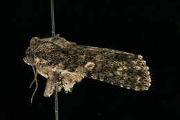 Imagem de Acronicta afflicta Grote 1864