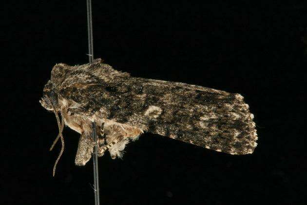 Imagem de Acronicta afflicta Grote 1864