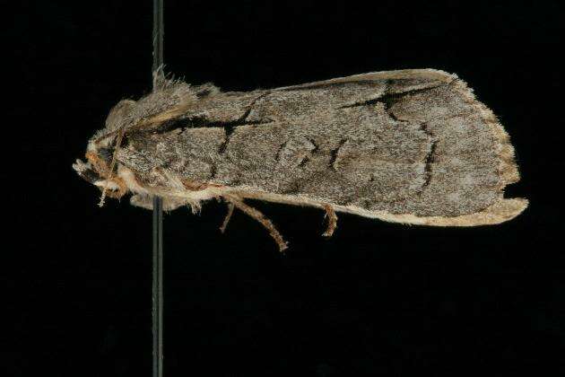 Image of Radcliffe's Dagger-moth