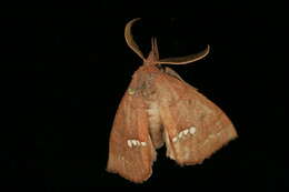 Image of Large Necklace Moth