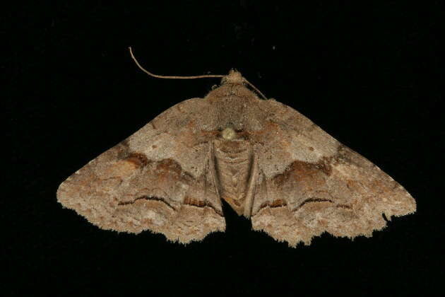 Image of Gray-banded Zale Moth