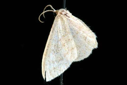 Image of Idaea productata Packard 1876