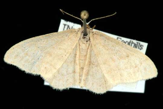 Image of Idaea productata Packard 1876