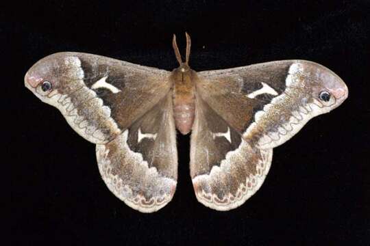 Image of Tulip-tree Silkmoth