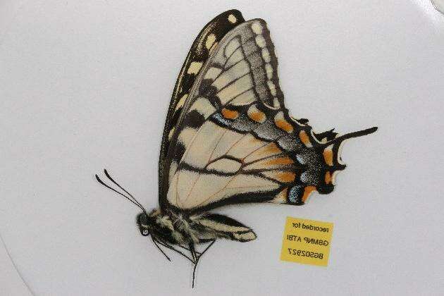 Image of Eastern Tiger Swallowtail