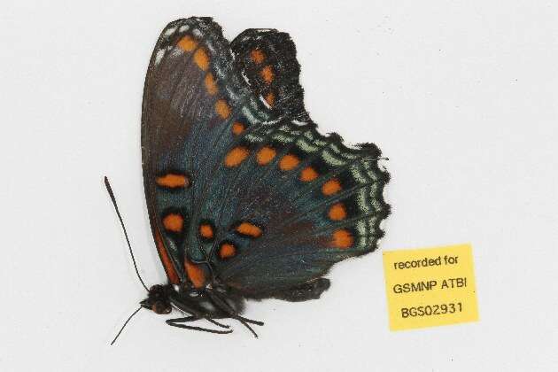 Image of <i>Limenitis arthemis astyanax</i>