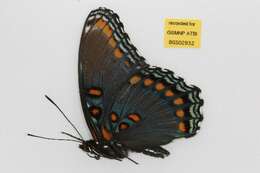 Image of <i>Limenitis arthemis astyanax</i>