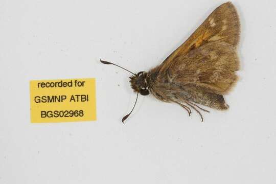 Atalopedes campestris Boisduval 1852 resmi