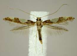 Image of Caloptilia bimaculatella (Ely 1915)